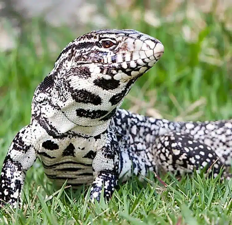Black and White Tegu