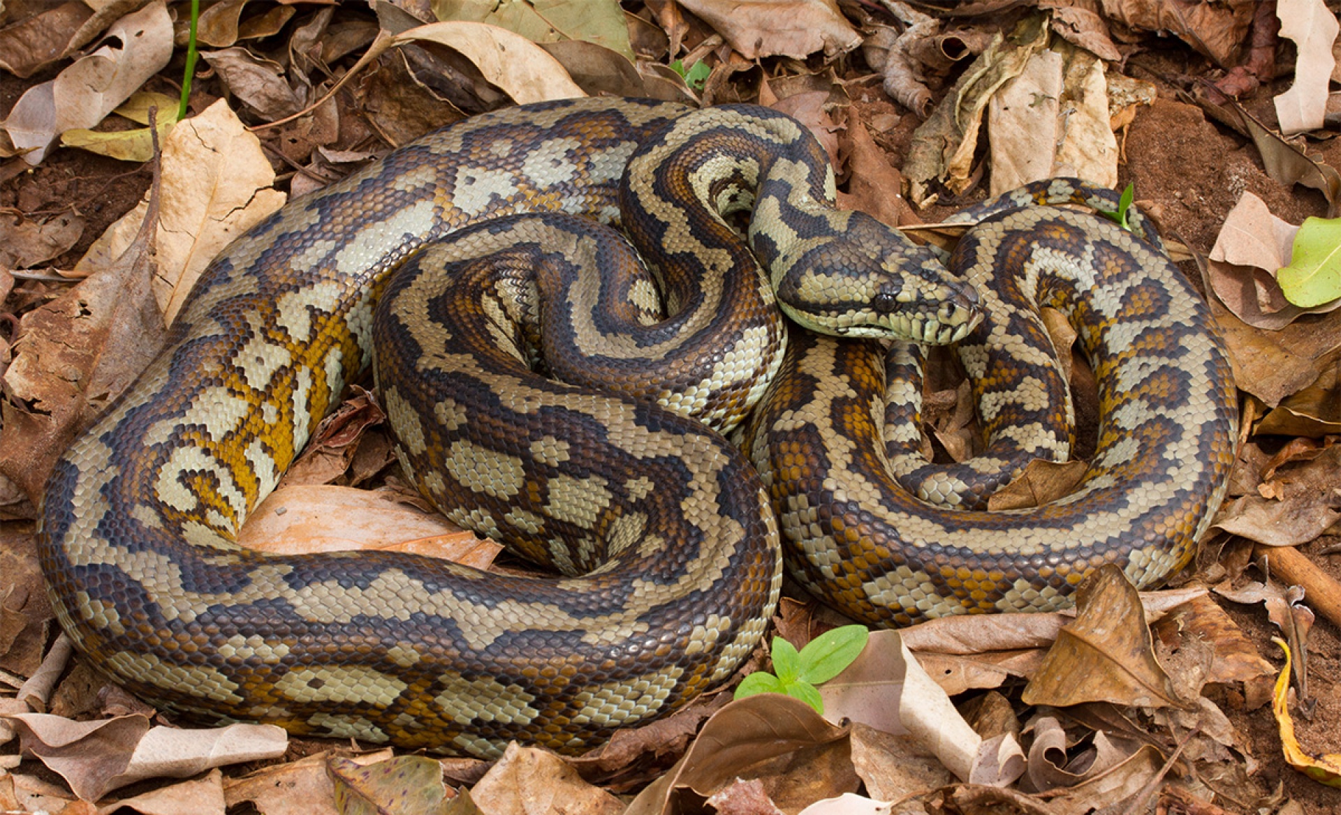 Carpet Python