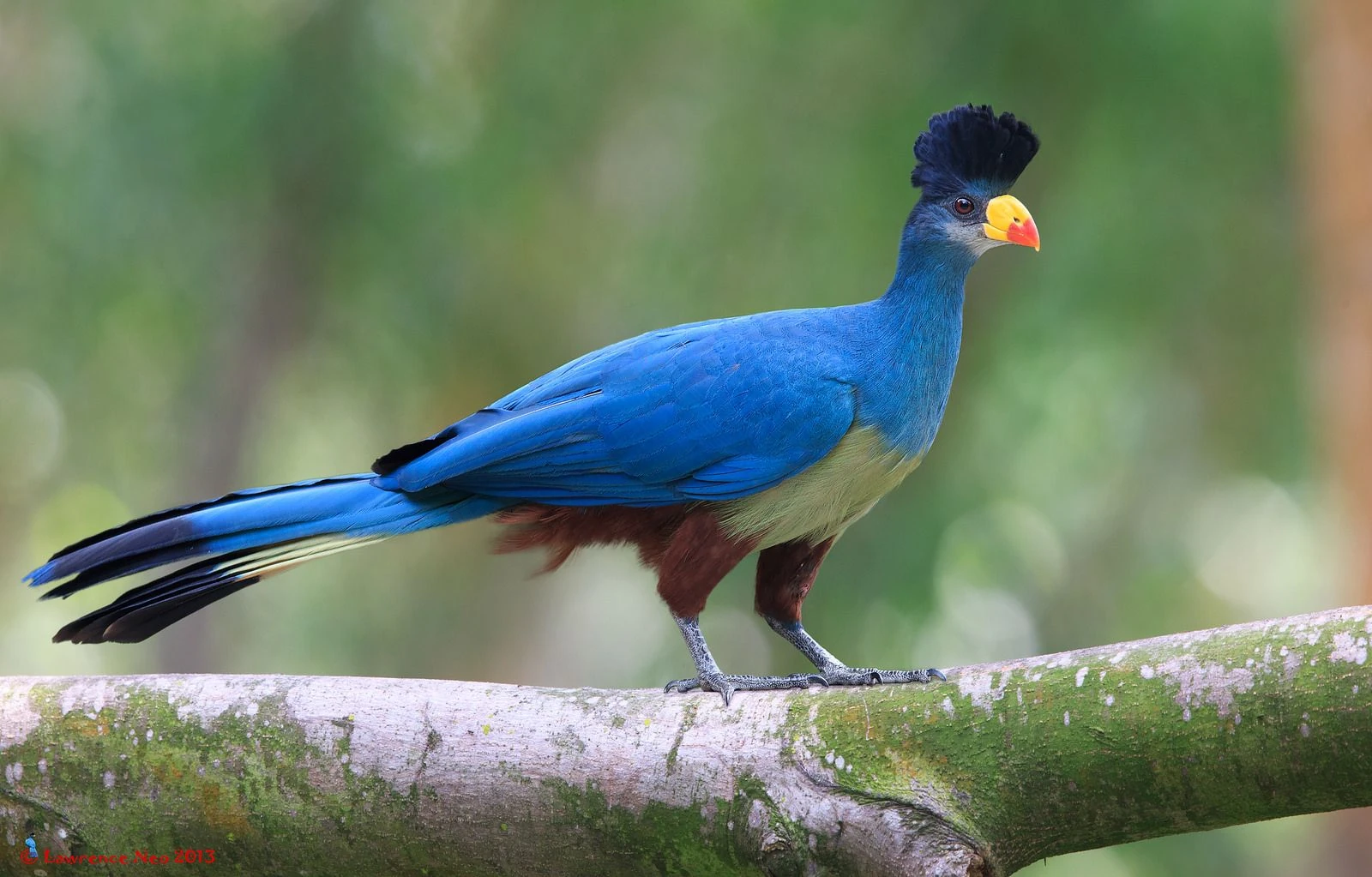 Great Blue Turaco