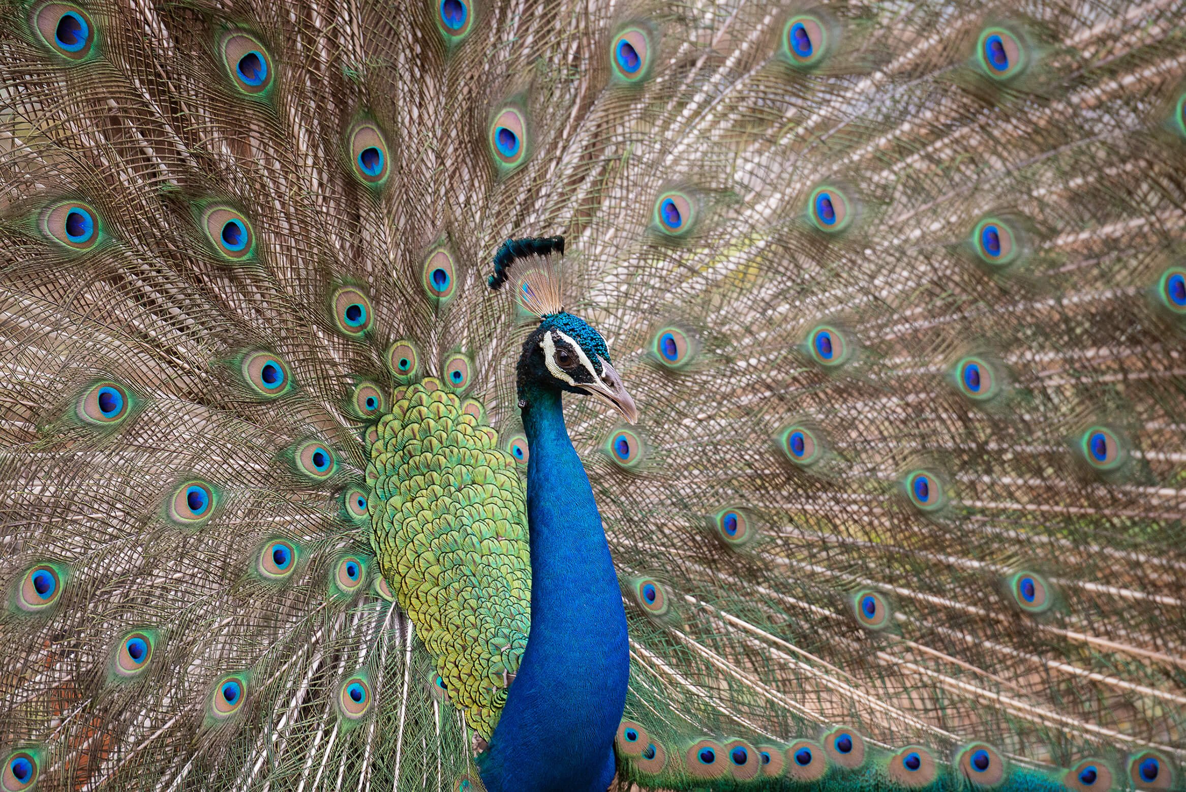 Indian Peafowl