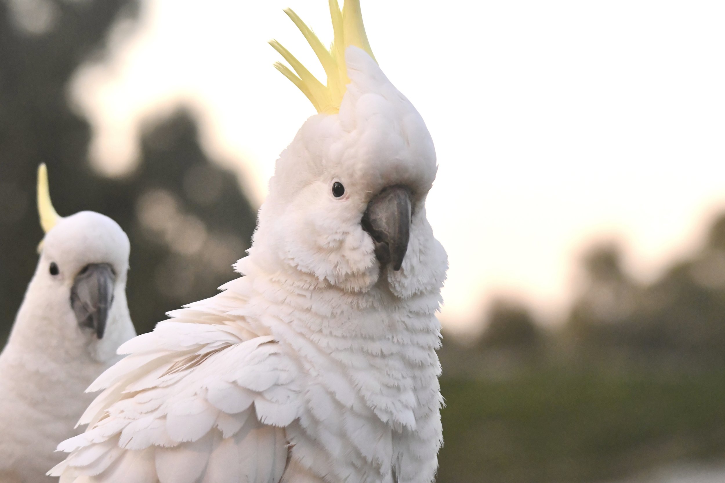 Sulphur Crested Cockatoo