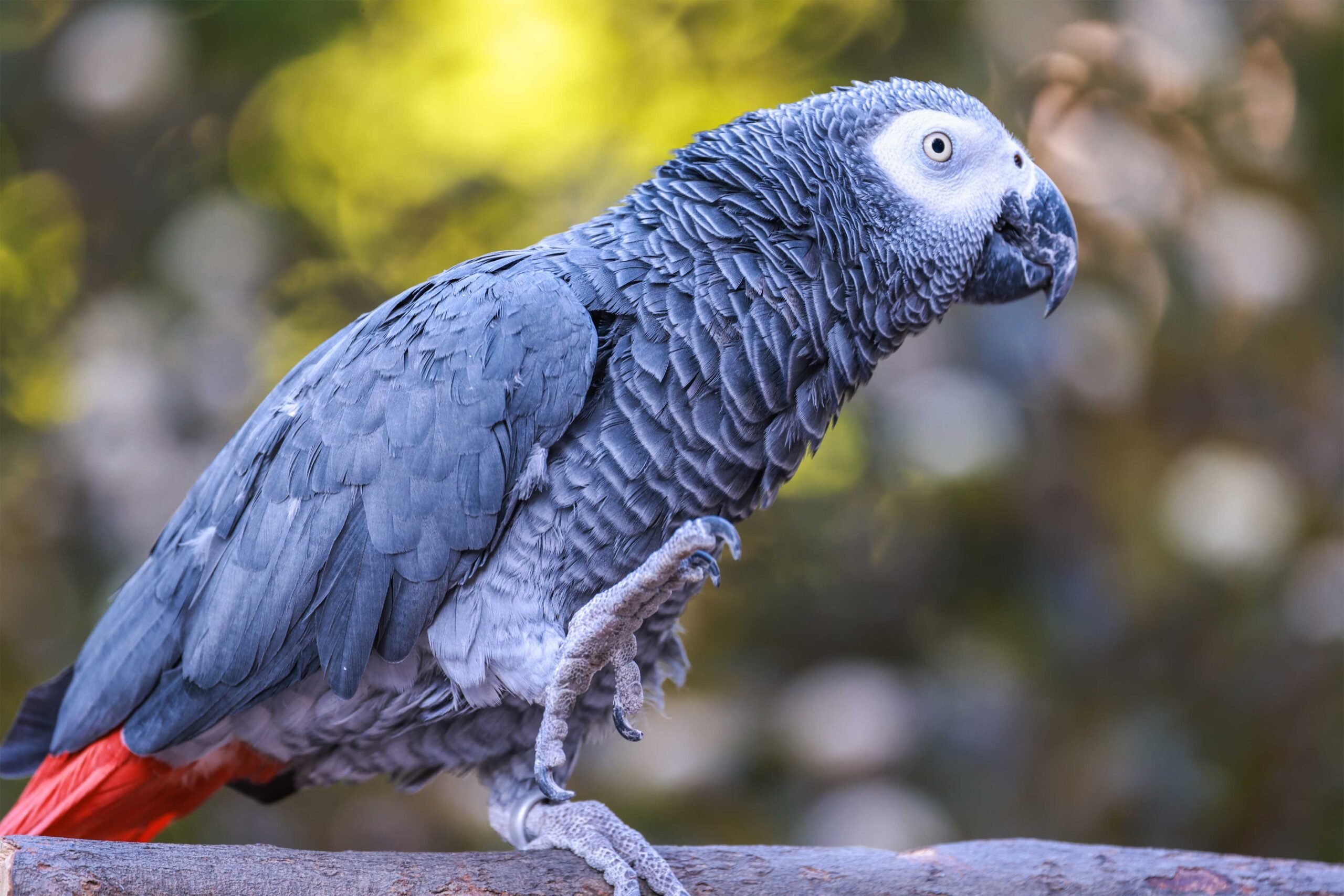 Congo African Grey