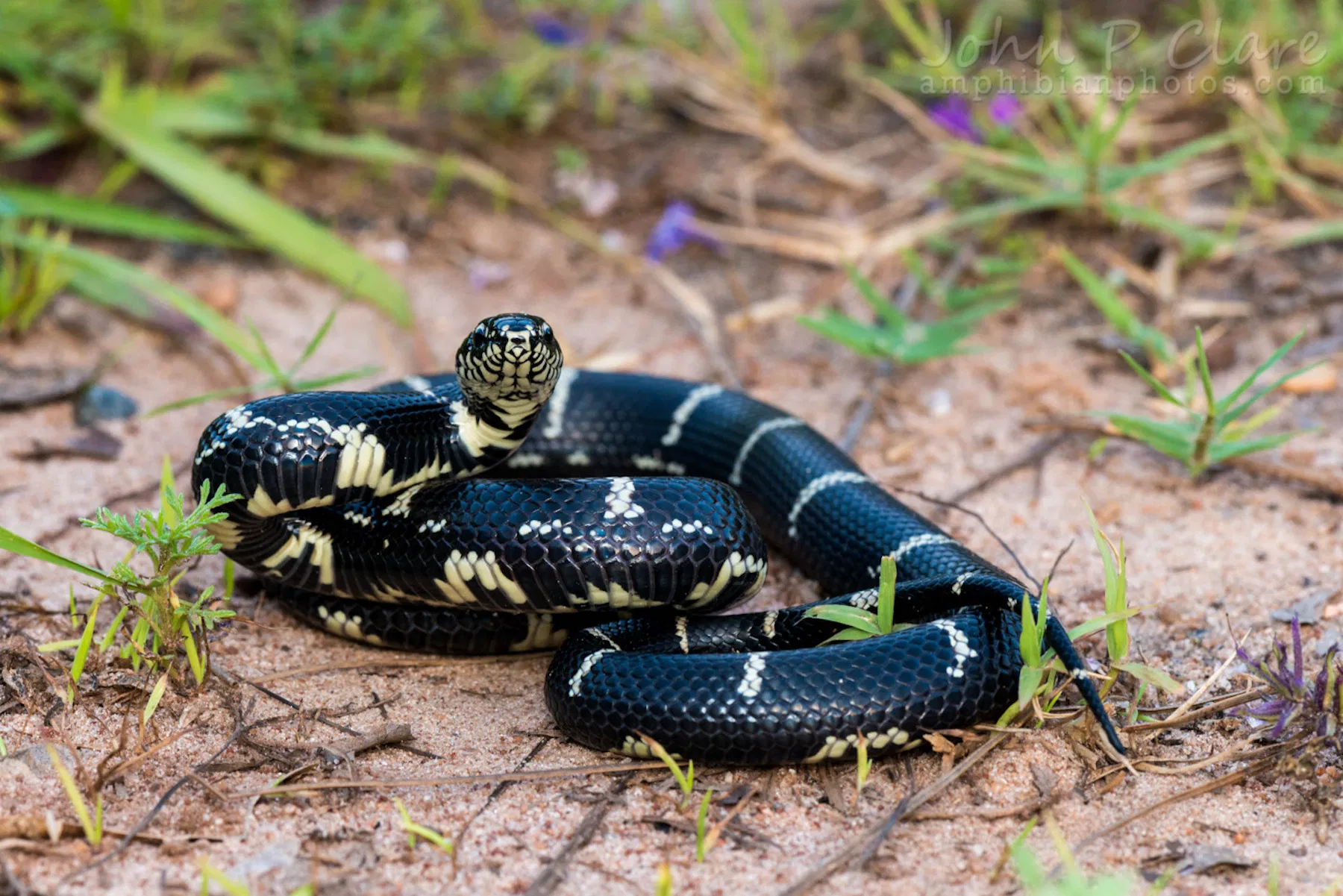 Eastern King Snake