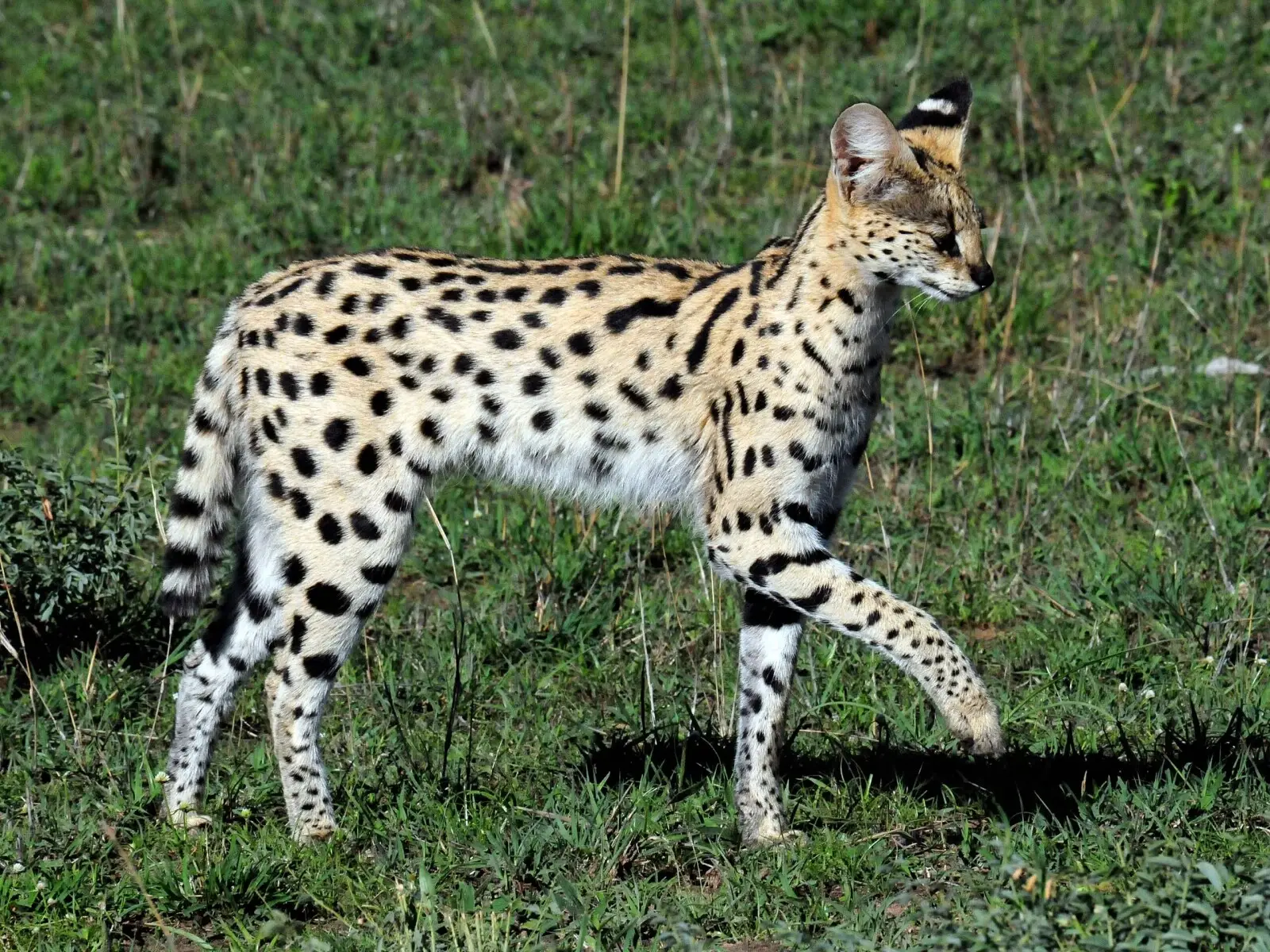 Serval