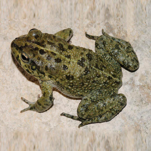 Arabian Toad
