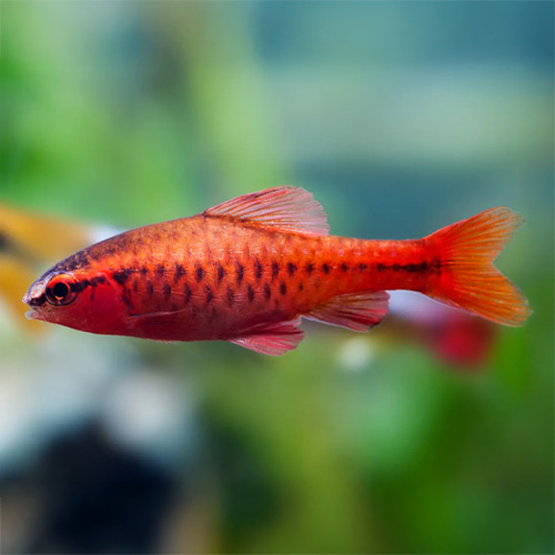 Cherry Barb