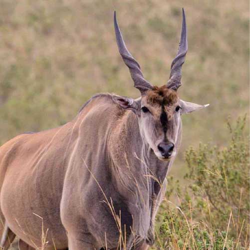 Common Eland