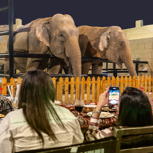 Dinner with Elephants