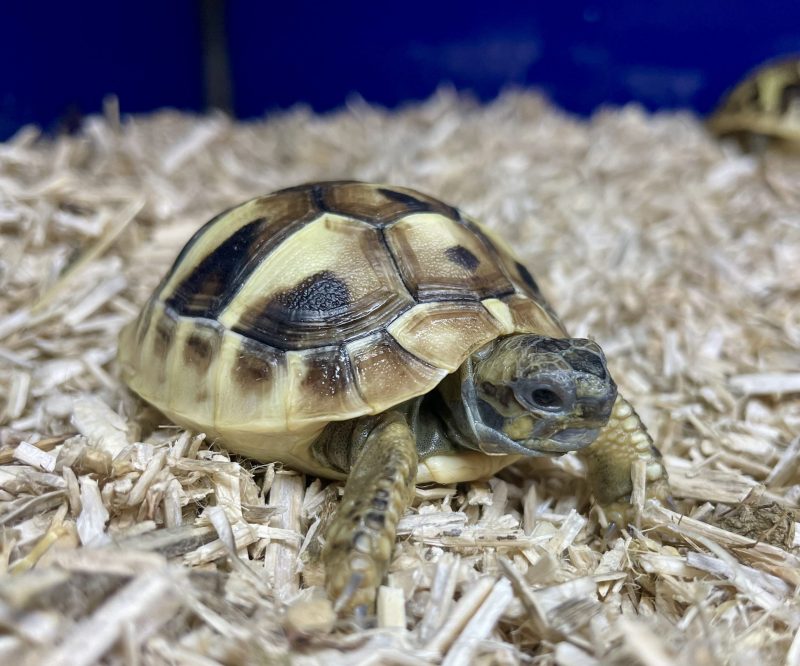 Hermann's Tortoise