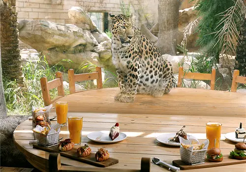 Dinner with Big Cats