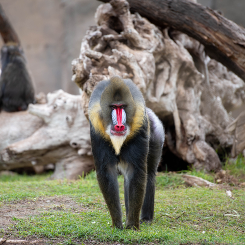 Mandrill