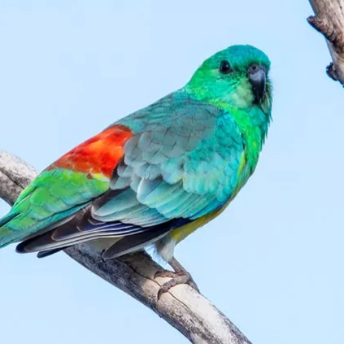 Red-rumped parrot