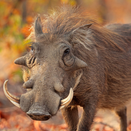 Common Warthog