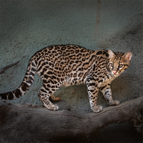 Ocelot