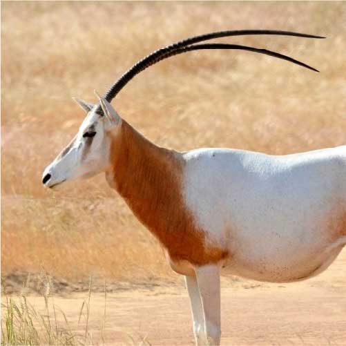 Conservation and Research Projects