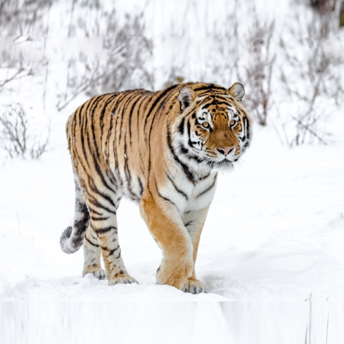 Siberian Tiger