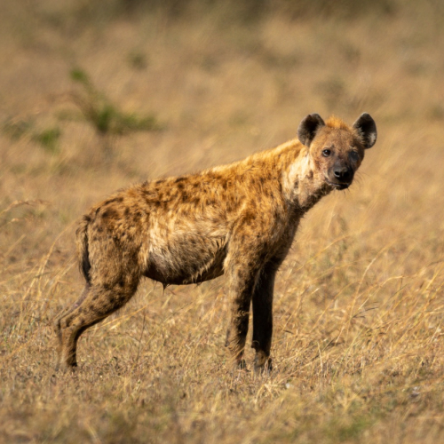 Spotted Hyena
