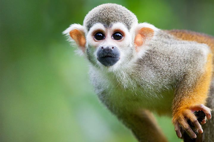 Squirrel Monkey