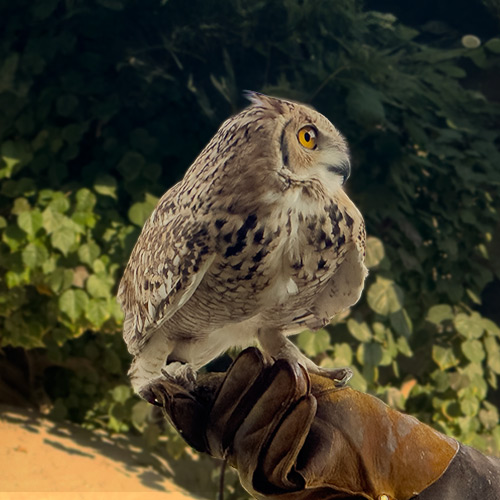 Animal Wonders Presentation