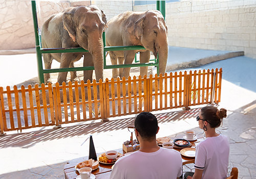 Breakfast with Elephants