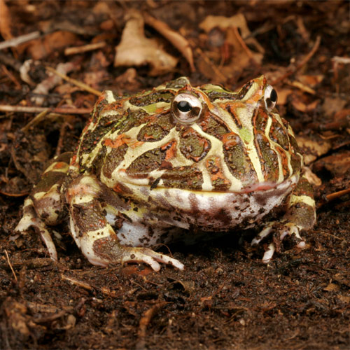 Ornate Horned frog