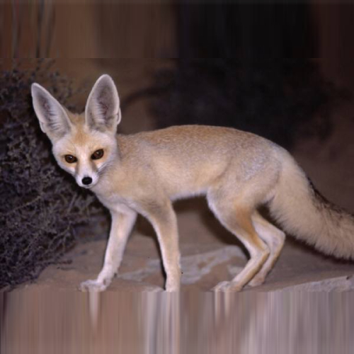 Sand Fox