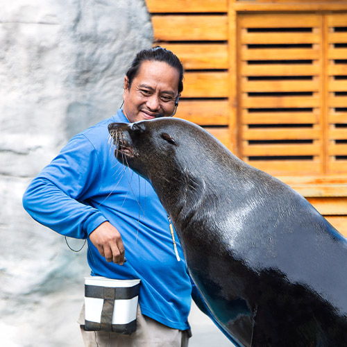 Sea Lion Presentation