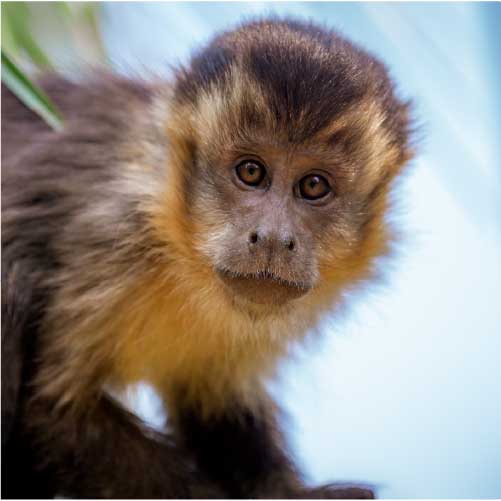 Tufted Capuchin
