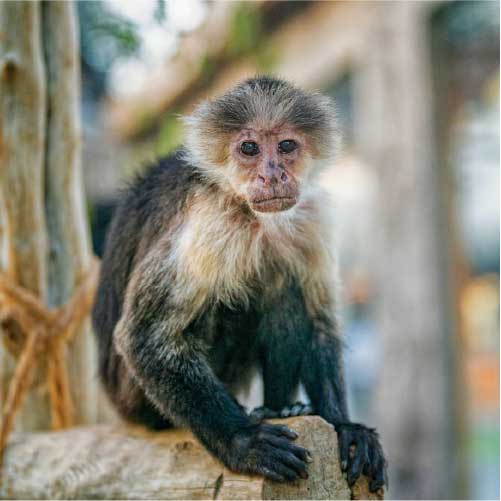 White Throated Capuchin